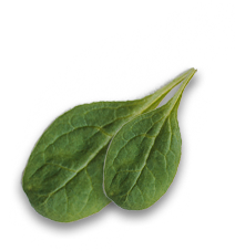 leaf11 img-icon