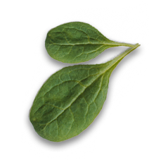 leaf22 img-icon