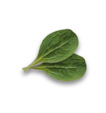 leaf4 img-icon