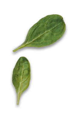 leaf5 img-icon